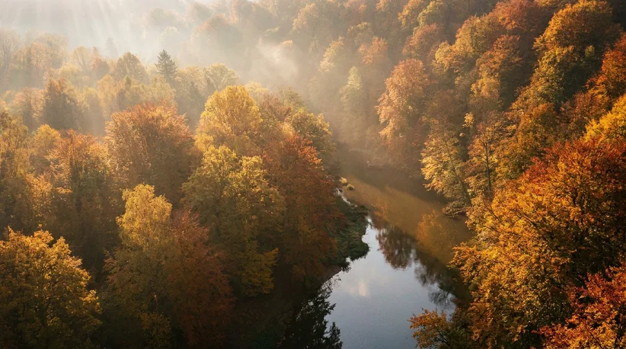Herbstwald mit goldenem und kupferfarbenem Laub und Sonnenlicht als Leuchtbild-Motiv